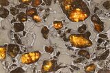 Polished Gyarub Zangbo Pallasite Meteorite ( g) Slice #301050-1